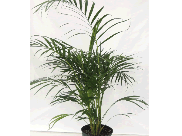 Chamaedora - Cat Palm