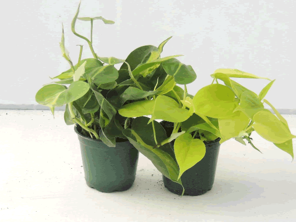 Philodendron 'Brazil' and 'Lemon-Lime'