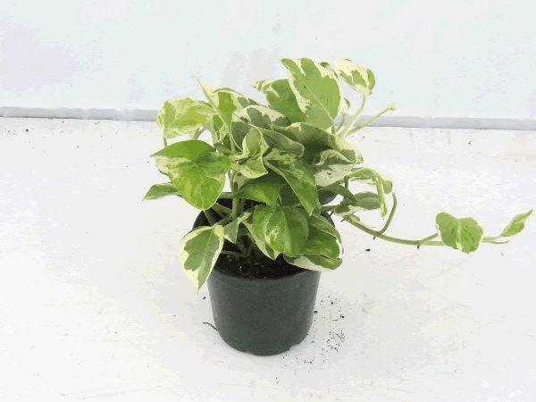 Pothos 'Pearl and Jade'