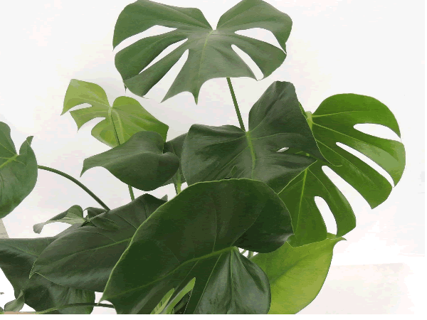 Philodendron 'Monstera'