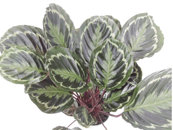Calathea Roseopicta 'Medallion'