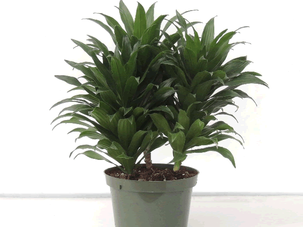 Tropical Foliage and Houseplants Gallery – Fessler Nursery