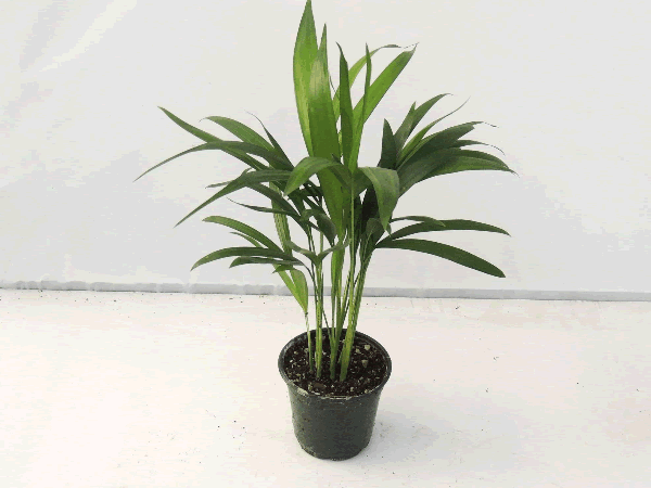 Dypsis - Areca Palm