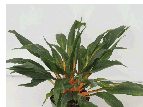 Chlorophytum 'Green Orange'