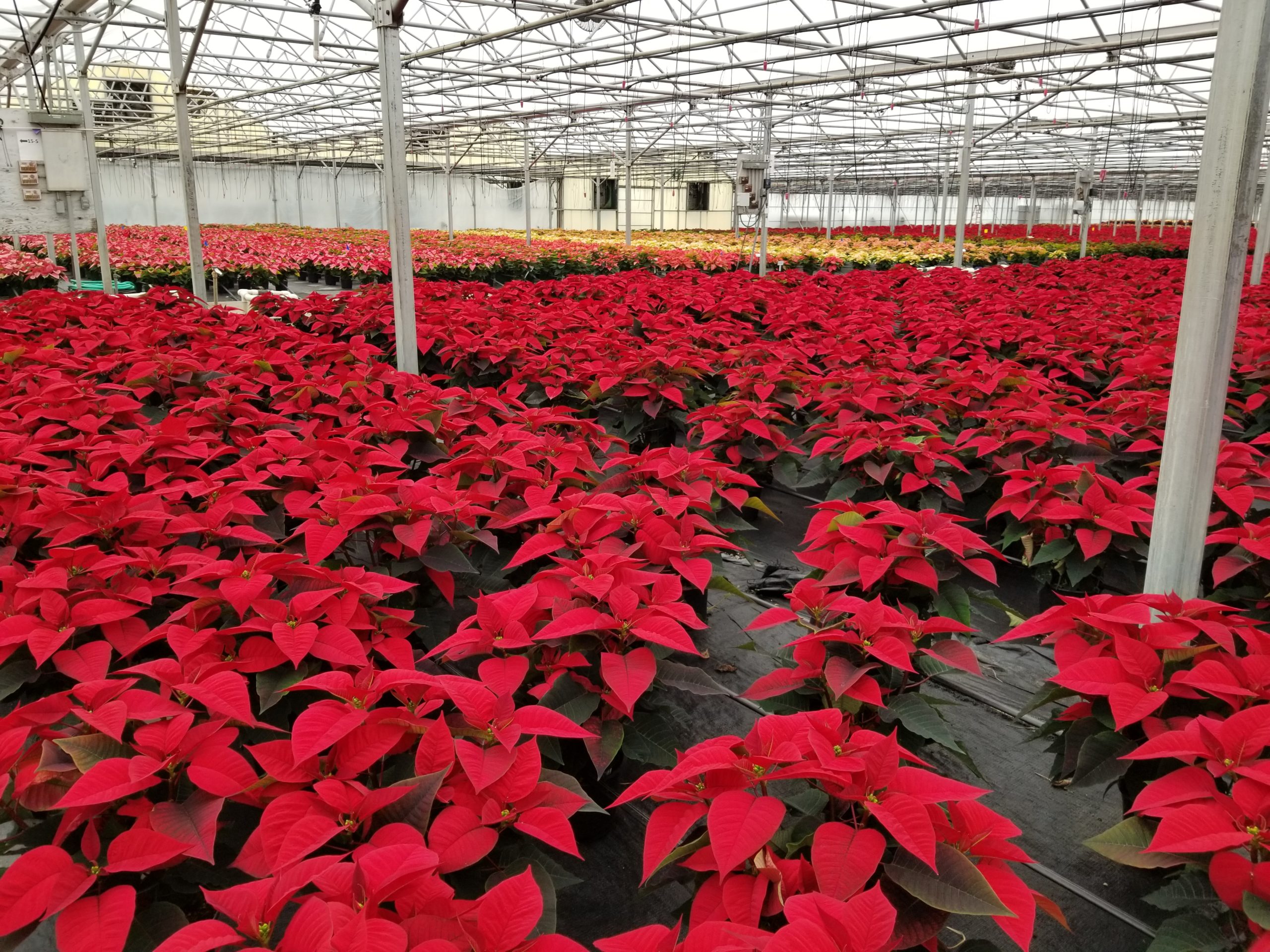 vast_poinsettias20191110_105616