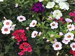 wholesale-2
