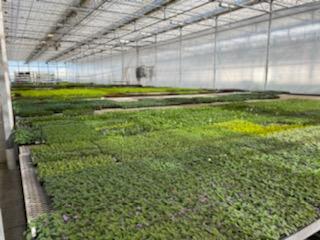 ANNUAL VEGETATIVE LINERS WHOLESALE