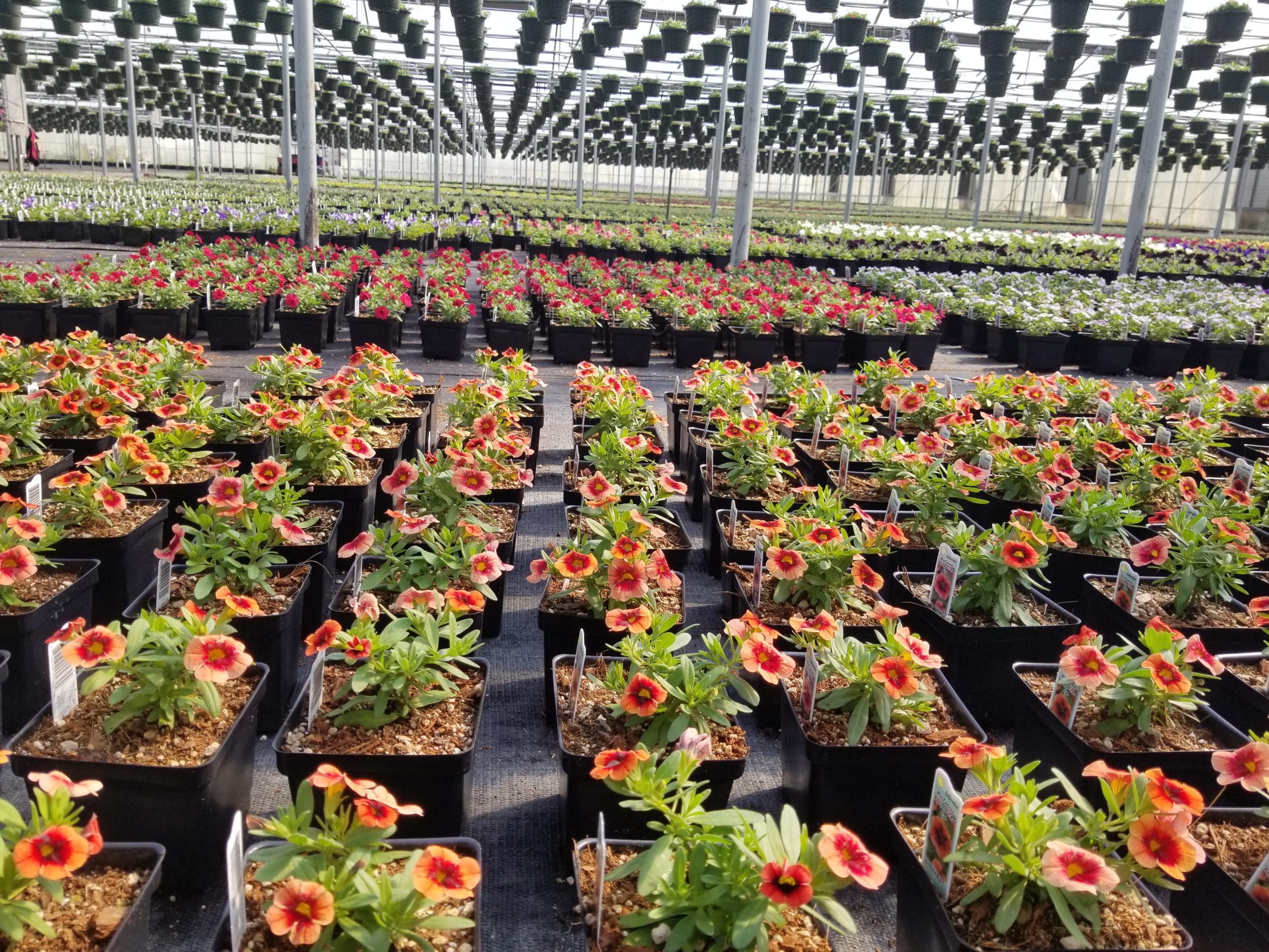 finished_annuals